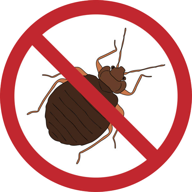 Pan Pluskwa Śląsk – Profesjonalna Dezynsekcja 3w1 | Zwalczanie Pluskiew